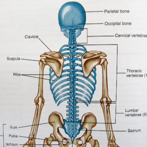 Meet your Posher, Ross